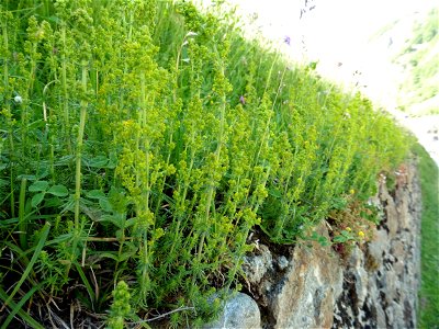Galium verum L., 1753