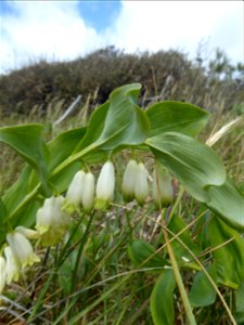 Polygonatum odoratum (Mill.) Druce, 1906