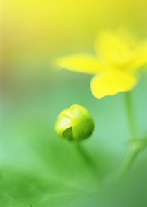 Yellow wild flower