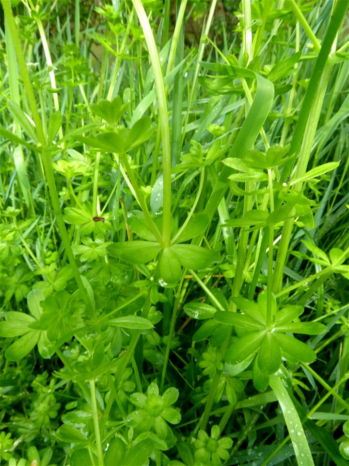 Galium mollugo L., 1753
