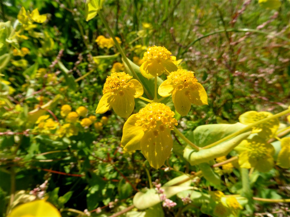 Bupleurum subovatum Link ex Spreng., 1813