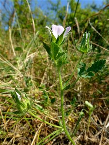 Malva setigera Spenn., 1829