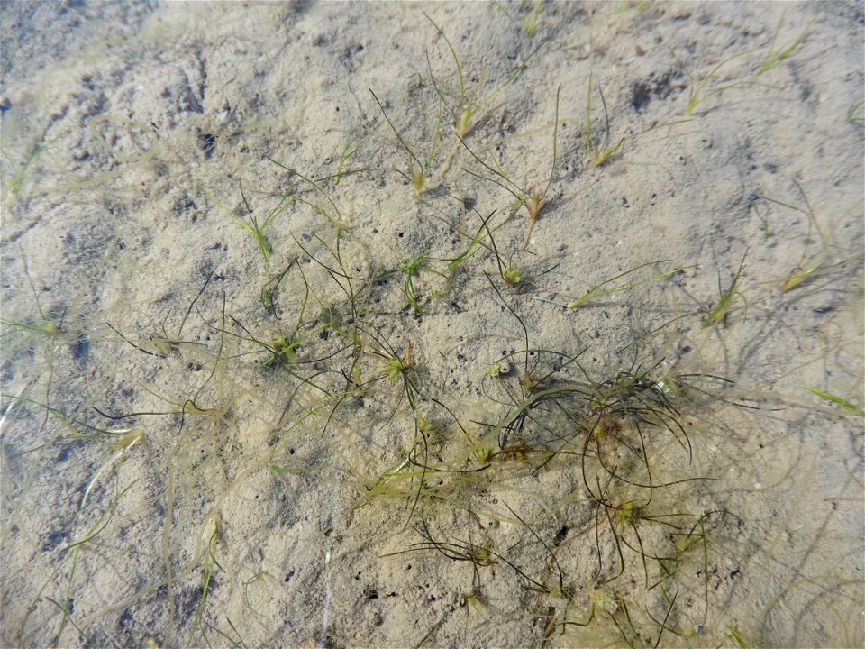 Althenia filiformis Petit, 1829