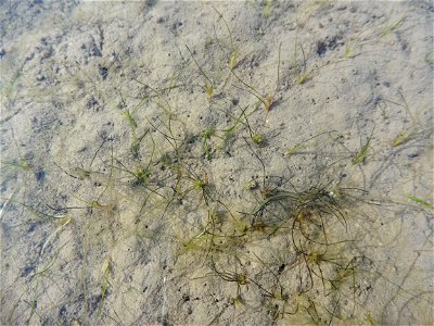 Althenia filiformis Petit, 1829