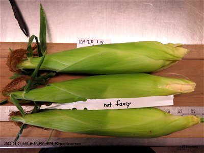 PD1-HERB-FC-non-fancy-ears