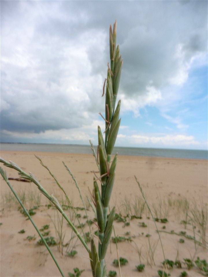 Elytrigia juncea subsp. boreoatlantica (Simonet & Guin.) Hyl., 1953