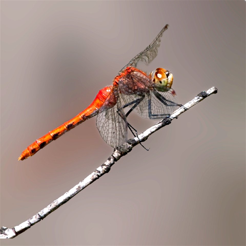 White-faced Meadowhawk