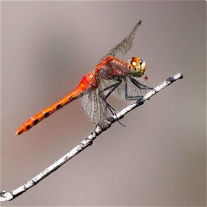 White-faced Meadowhawk photo