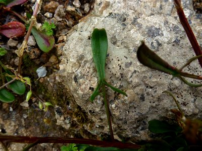 Rumex acetosella L., 1753