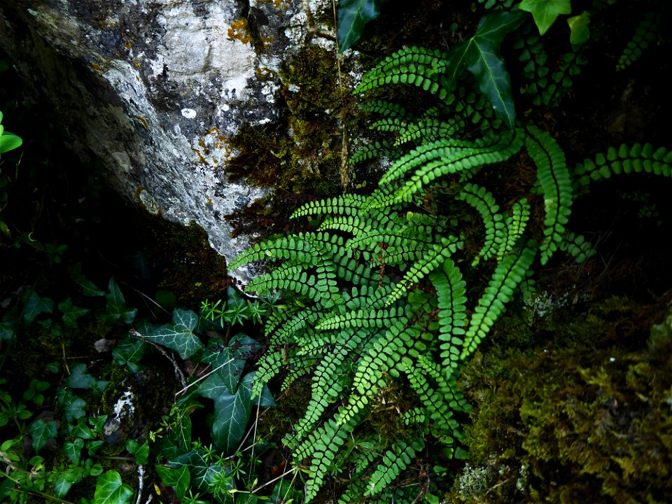 Asplenium trichomanes subsp. quadrivalens D.E.Mey., 1964