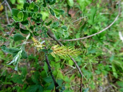 Salix repens var. dunensis (Rouy) P.Fourn., 1935