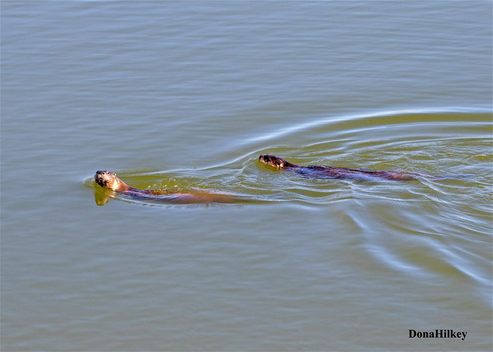 North American River Otter