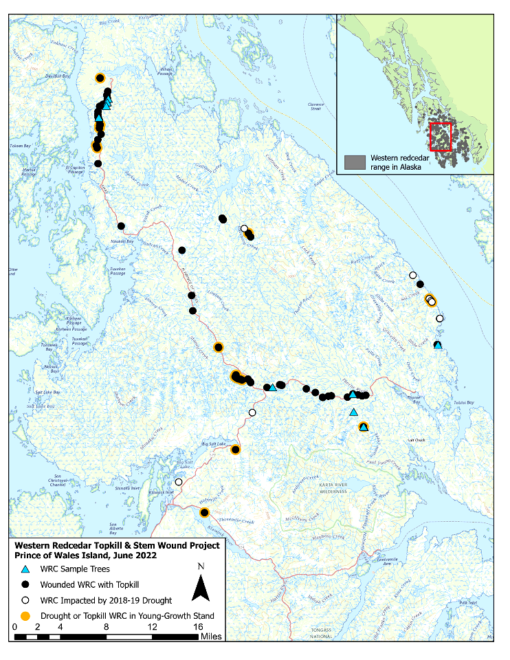 Western-redcedar-topkill-survey-June-2022-Prince-of-Wales-Alaska