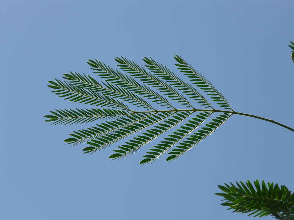 Acacia karroo green blue