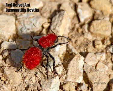 Red Velvet Ant photo