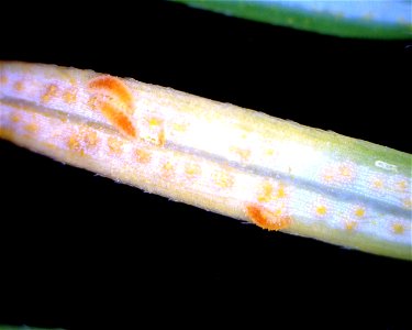 Hemlock-blueberry-rust-Naohidemyces-vaccinii-Mycodiplosis-larvae-eating-spores-Tongass-1 photo