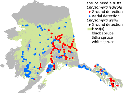 Spruce-needle-rust-detection-map-2022-Alaska