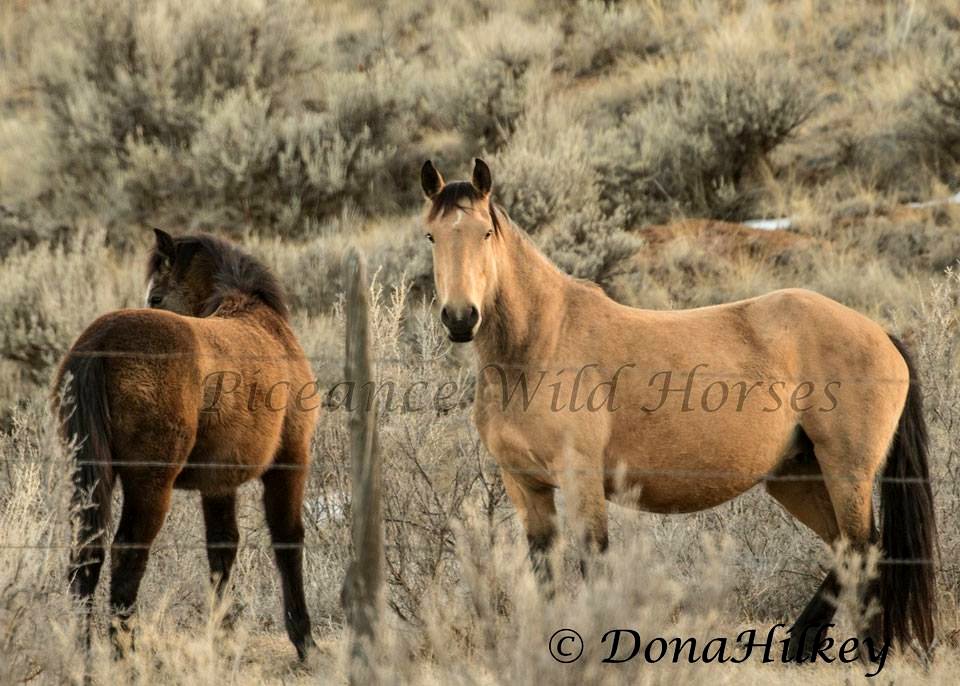 Piceance Wild Horses