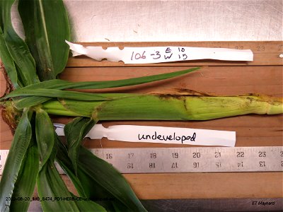 PD1-HERB-CE-undeveloped-ear