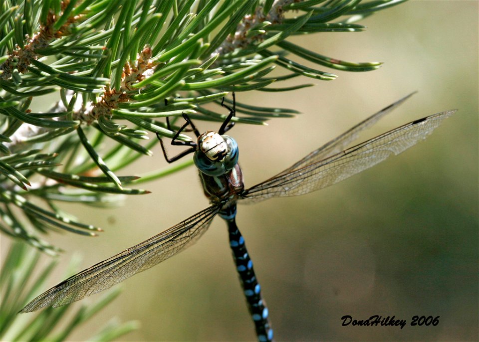 Paddle-tailed Darner