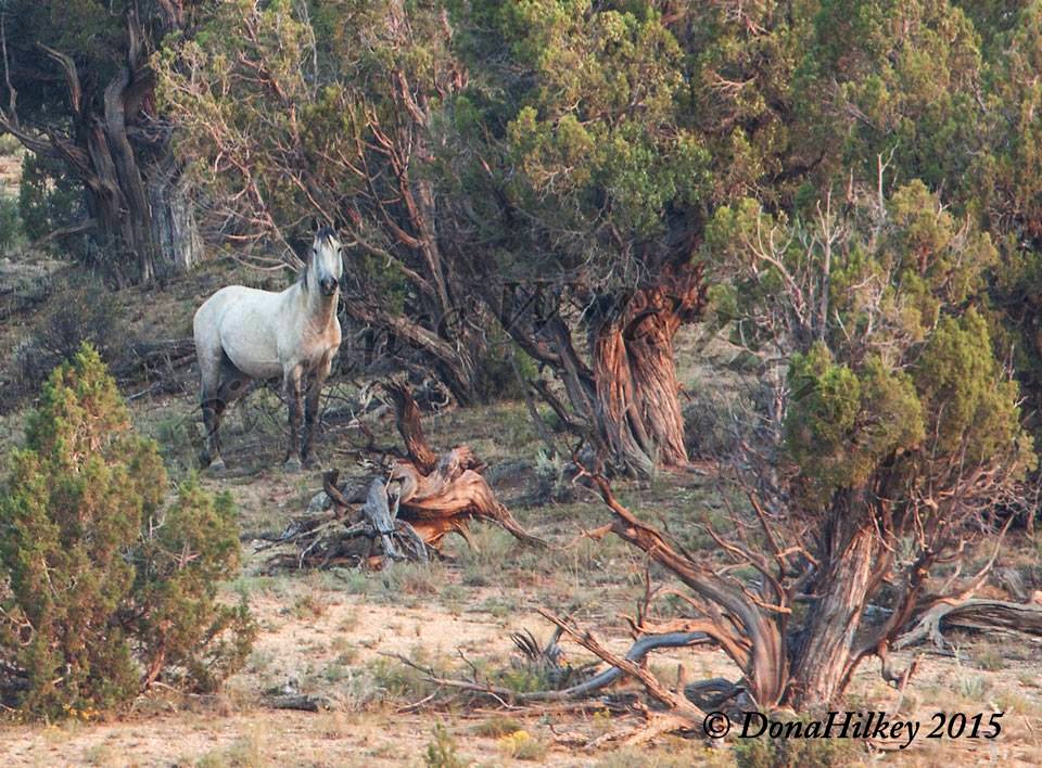 Piceance Wild Horses