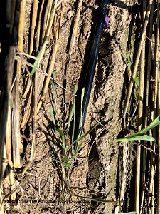 PD4-20DAS-ROLL-STD-germinating rye