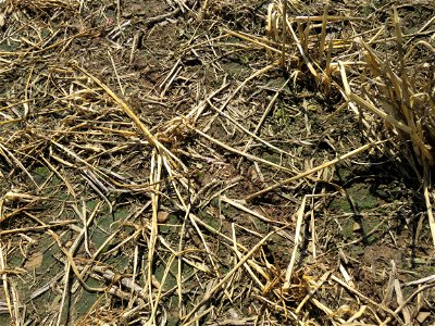 PD1-4DAS-HERB-STD-seed-eaten