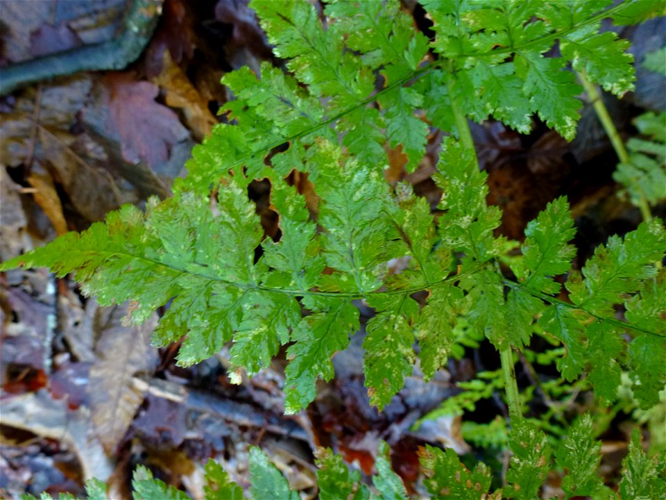 Dryopteris dilatata (Hoffm.) A.Gray, 1848