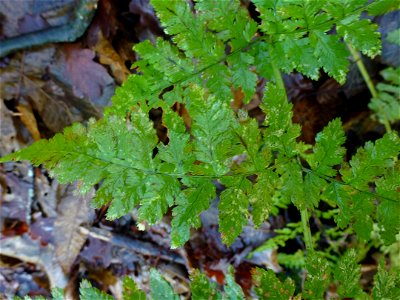 Dryopteris dilatata (Hoffm.) A.Gray, 1848