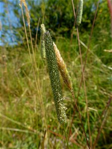Phleum phleoides (L.) H.Karst., 1880