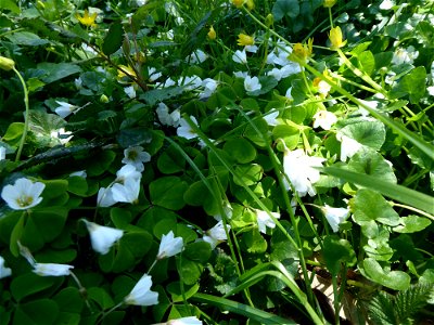 Oxalis acetosella L., 1753