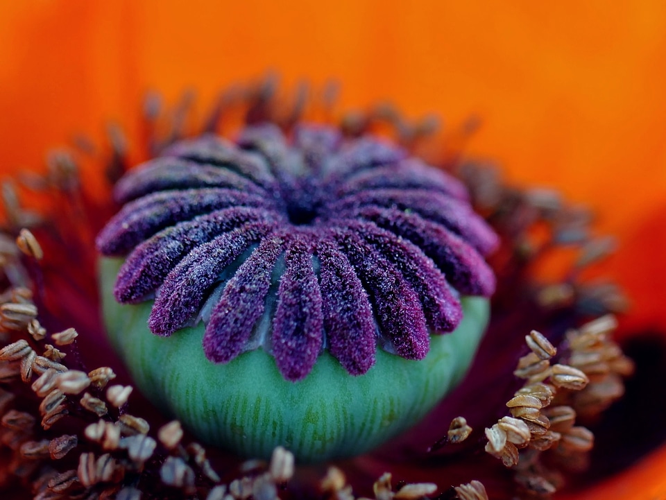 Macro garden flowers