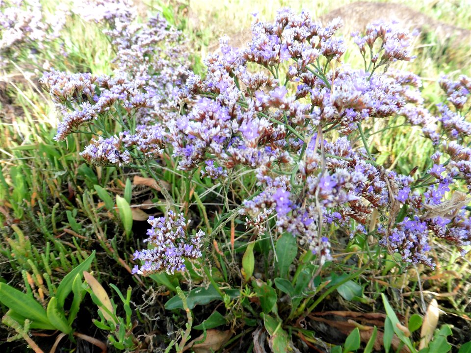 Limonium vulgare Mill., 1768