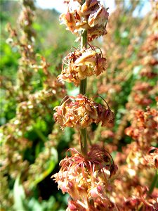 Rumex obtusifolius L., 1753