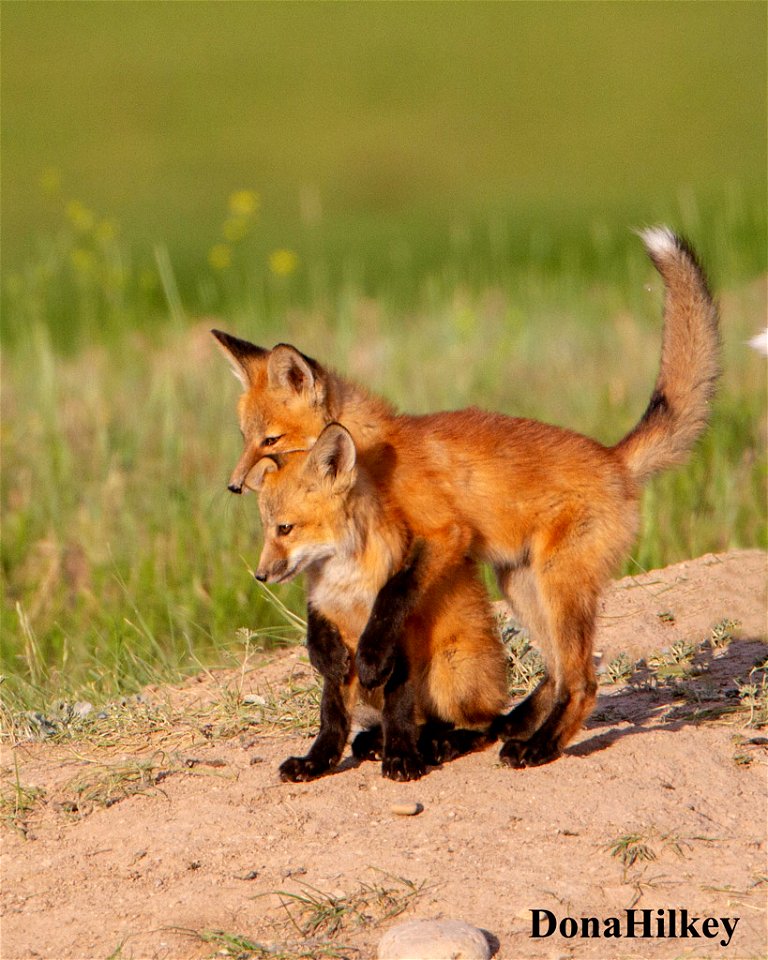 Foxes