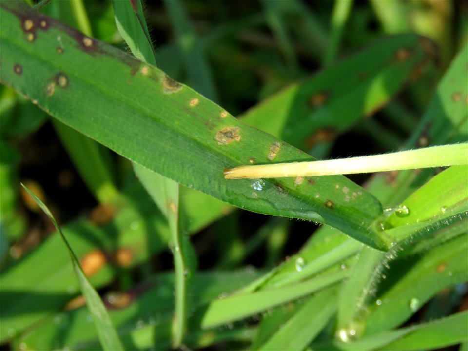 DyingGrassWeed-CU