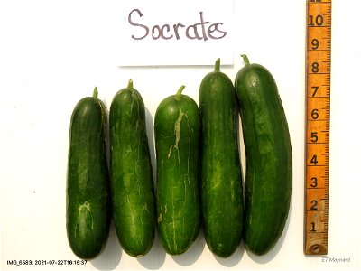 cvSocrates