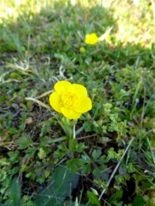Ranunculus paludosus Poir., 1789