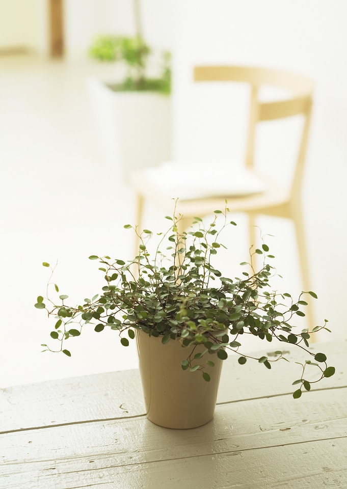 Little fern plants in flower pots