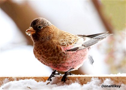 Brown-capped Rosy-Finch photo