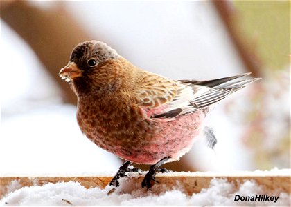 Brown-capped Rosy-Finch