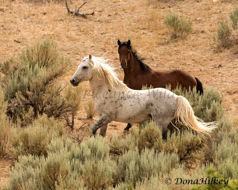 Piceance Wild Horses
