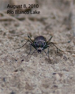 IMG_6476-#5-8aug2010-RBLake-