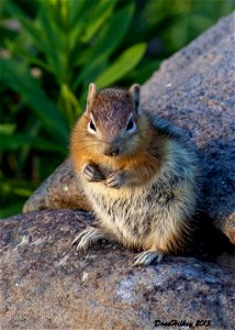 Golden Mantled Squirrel