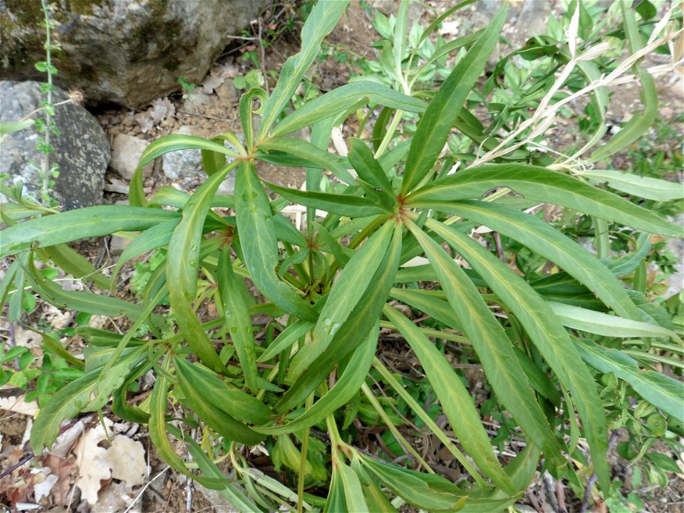 Helleborus foetidus L., 1753