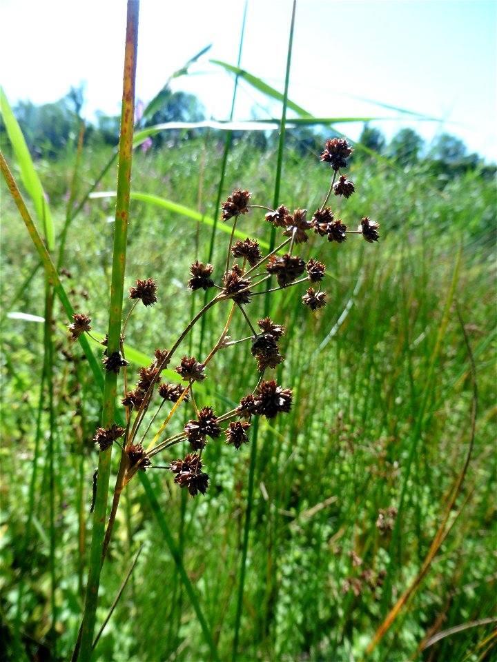 Juncus subnodulosus Schrank, 1789