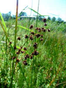 Juncus subnodulosus Schrank, 1789