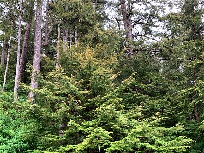 Western-blackheaded-budworm-feeding-damage-Tongass-1