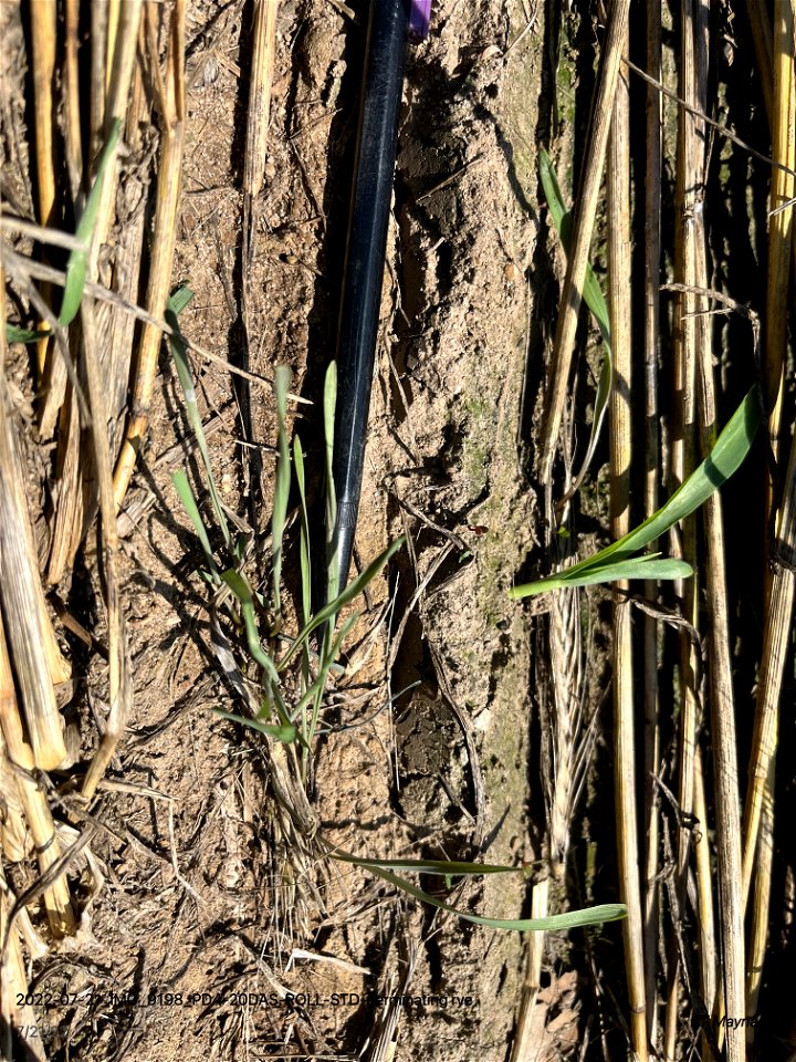 PD4-20DAS-ROLL-STD-germinating rye