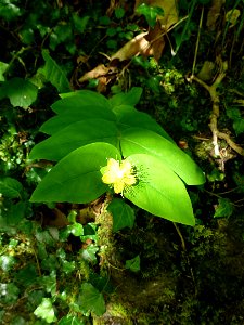Hypericum androsaemum L., 1753